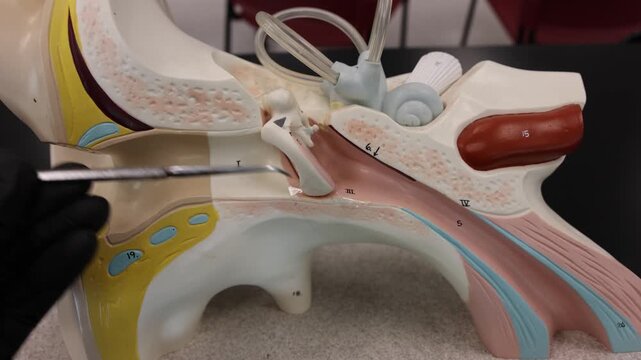 Highlighting External Middle And Internal Ear Structures On Model