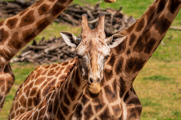 Obraz premium Detailed giraffe face with patterned necks in background, wildlife mammal in outdoor savanna setting.