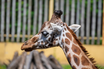 Detailed giraffe portrait in sunlight with blurred fence background, showing patterned coat, ears, and ossicones. © Andrei Tomas