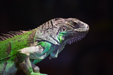 Fototapeta premium Detailed portrait of a green iguana with textured scales and spines, isolated on dark background.