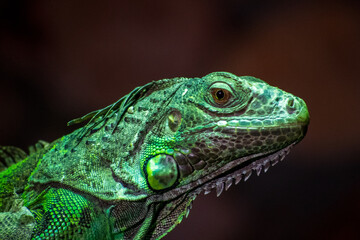 Fototapeta premium Detailed macro view of a green iguana with textured scales and eye focus against a dark background.
