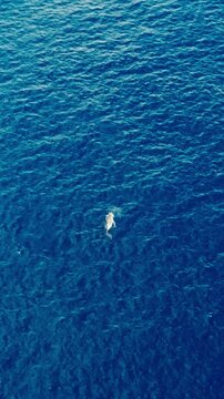 Baleine dans l'ocean indien