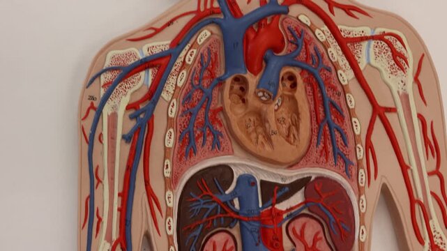 Overview Of Major Blood Vessels From Head To Feet