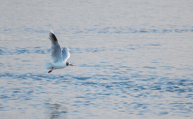 Naklejka premium Seagull Flying Over Calm Ocean Water