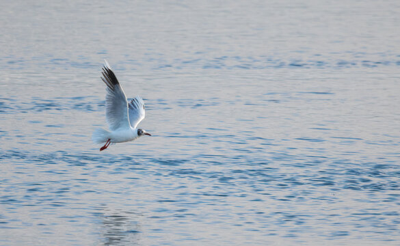Seagull Flying Over Calm Ocean Water