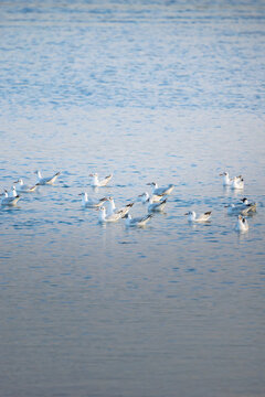 Group of Seagulls Floating on Calm Water in Natural Coastal Habitat