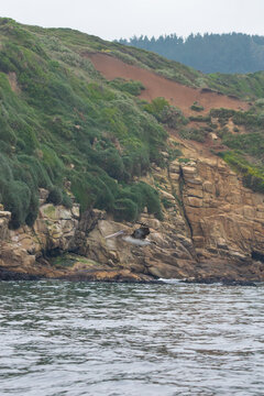 Pelican Flying Over the Sea Along the Pacific Ocean Coastline