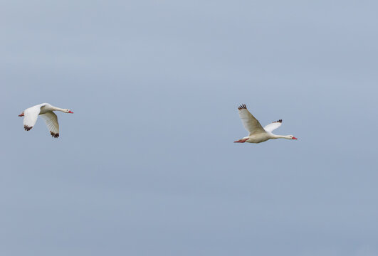 Pair of Coscoroba Swans Flying in Formation Over Wetlands