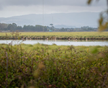 Group of Flamingos in a Wetland Habitat