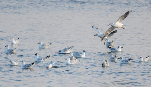 Group of Seagulls Swimming on the Sea While Others Fly Above the Water
