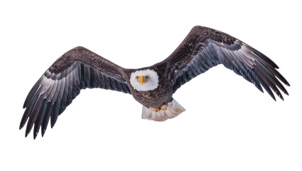 Obraz premium Majestic bald eagle with outstretched wings, isolated on transparent background