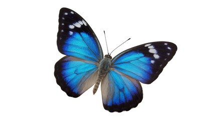 Vibrant blue morpho butterfly with black and white spots, isolated on transparent background © Giulia