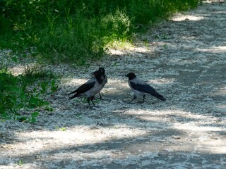Obraz premium A group of three hooded crows standing on a park path covered with white poplar fluff.
