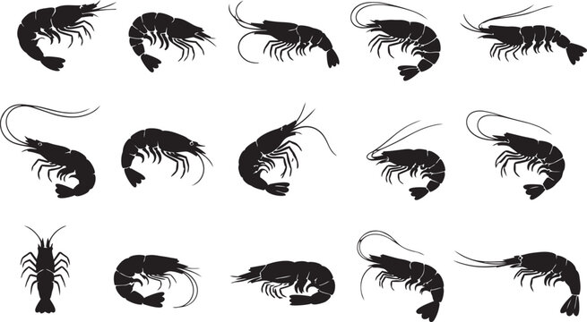 Assorted shrimp and prawn silhouettes in various swimming positions