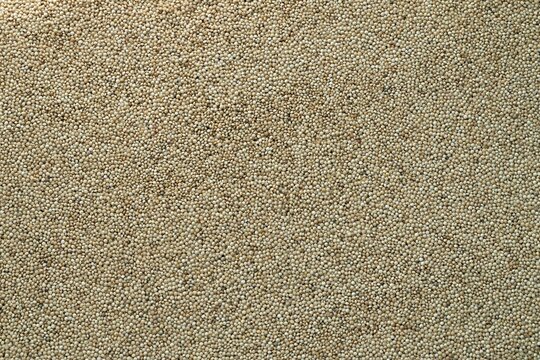 Dry amaranth grains in big pile on table close up. Large amount of yellow amaranth grains