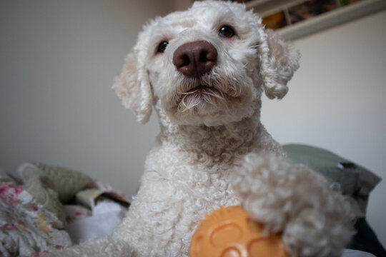 Ritratto in primo piano di un tenero cane bianco a pelo riccio che tiene una pallina arancione con la zampa sul letto di casa
