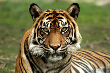 portrait of a tiger © Gabe schoff