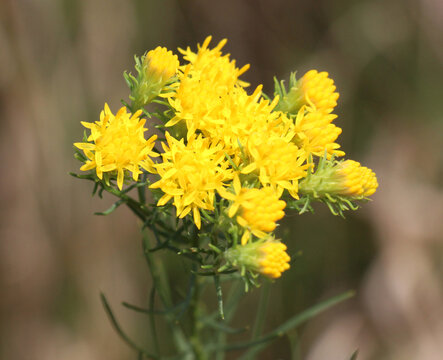 A plant from the aster family Goldilocks aster (Galatella linosyris) grows in nature