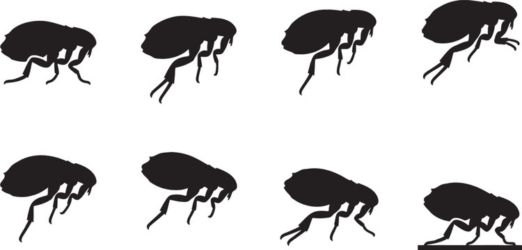 Microscopic flea parasite insect silhouettes jumping and biting pests