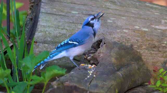 A Blue Jay, a common North American passerine bird known for its vibrant plumage. Key identifying features include a prominent crest, a white chest, and a black U-shaped collar around its neck.