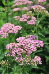 Obraz premium pink flowers of yarrow herb close-up