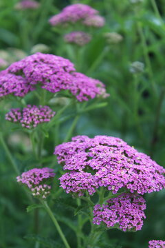 pink flowers of yarrow herb close-up