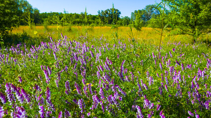 summer forest glade  covered by wild flowers © Yuriy Kulik