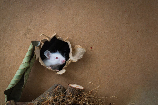 Cute little white mouse peeking out from a torn hole in brown paper, conceptual creative macro shot of albino laboratory mouse