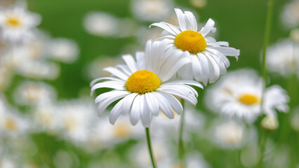 Fototapeta premium Blooming daisy flowers on green meadow background. Beautiful white chamomile close up in summer field. Fresh springtime nature concept with wild floral design and soft focus.