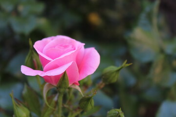 Obraz premium pink rose bud on a blurred background