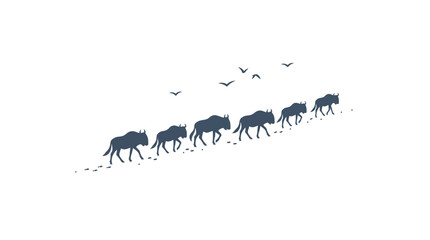 Fototapeta premium Herd of wildebeests migrating across white background