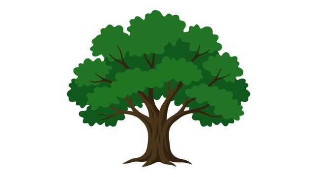 Lush green oak tree standing alone on white background.