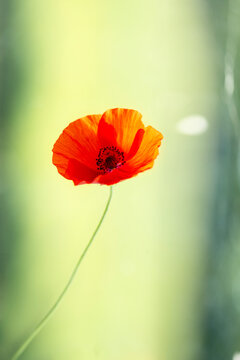 Close-up shot of red poppy on a green background.