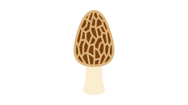 Single morel mushroom fungi illustration.