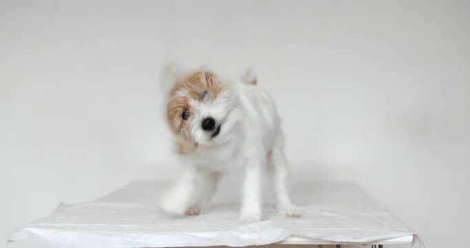Beautiful Jack Russell Terrier shakes vigorously on veterinary table during appointment. Small dog stands on absorbent pad and fluffs coat. Funny movement creates playful moment in clinic.