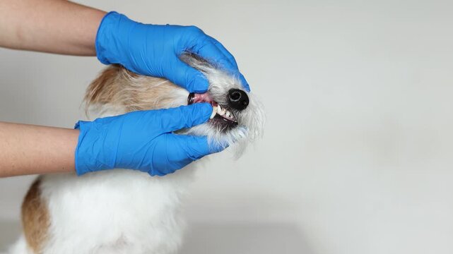 Veterinarian examines teeth of nervous Jack Russell Terrier in clinic. Close up shows plaque and tartar buildup on canine teeth. Doctor in blue gloves performs dental checkup.