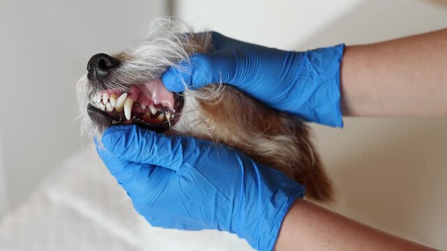 Veterinarian examines teeth of nervous Jack Russell Terrier in clinic. Close up shows plaque and tartar buildup on canine teeth. Doctor in blue gloves performs dental checkup.