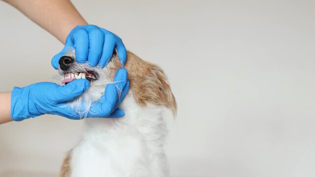 Veterinarian examines teeth of nervous Jack Russell Terrier in clinic. Close up shows plaque and tartar buildup on canine teeth. Doctor in blue gloves performs dental checkup.