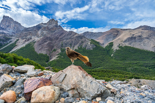 Chimango caracara bird perched on a rock with the Andes mountains and green forests in the background, Patagonia, Argentina