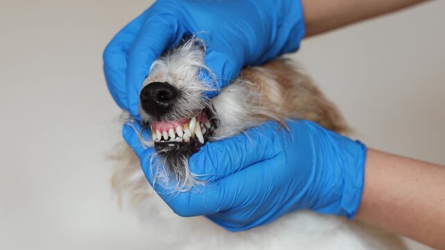 Veterinarian examines teeth of nervous Jack Russell Terrier in clinic. Close up shows plaque and tartar buildup on canine teeth. Doctor in blue gloves performs dental checkup.