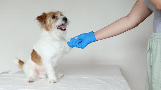 Jack Russell Terrier gives paw to veterinarian during clinic visit. Dog sits on examination table in friendly atmosphere. Doctor in blue gloves builds trust and positive connection.