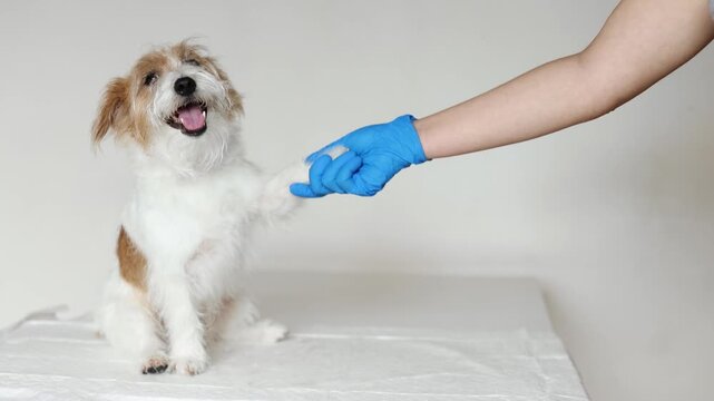 Jack Russell Terrier gives paw to veterinarian during clinic visit. Dog sits on examination table in friendly atmosphere. Doctor in blue gloves builds trust and positive connection.