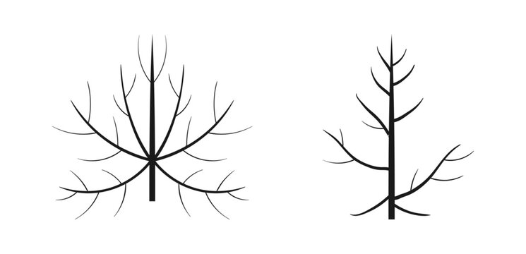 leaf skeleton