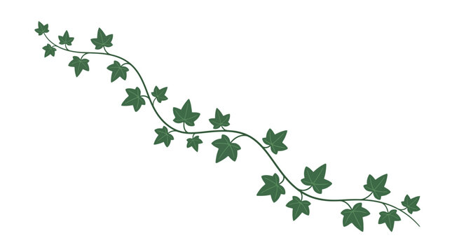 Green ivy vine with many leaves on a white background.