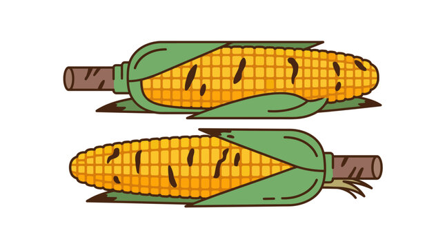 Two grilled ears of corn on cob with husks.