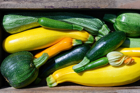 Assorted zucchini in crate on rustic surface, fresh vegetables composition, organic farming concept. Green and yellow squash close-up, natural light, healthy ingredient