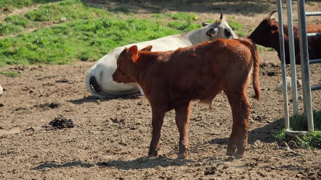 A young calf walking on a farm with cows and bulls resting in the background. Rural livestock scene in a natural agricultural environment. High quality 4k footage