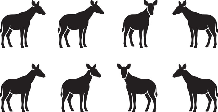Black silhouette collection of wild okapis or forest giraffes standing gracefully in full side profile views