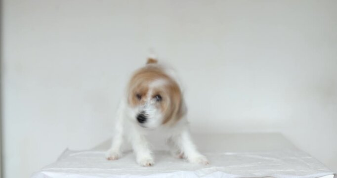 Beautiful Jack Russell Terrier shakes vigorously on veterinary table during appointment. Small dog stands on absorbent pad and fluffs coat. Funny movement creates playful moment in clinic.