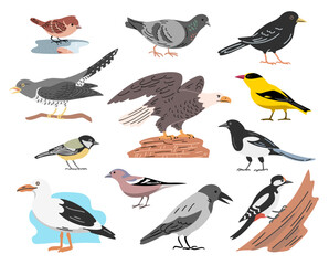 European bird collection with sparrow pigeon crow woodpecker seagull cuckoo magpie and other wild birds © Mikhail
